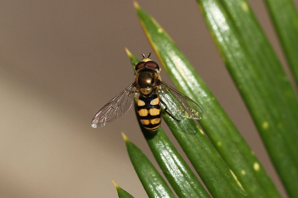 ID